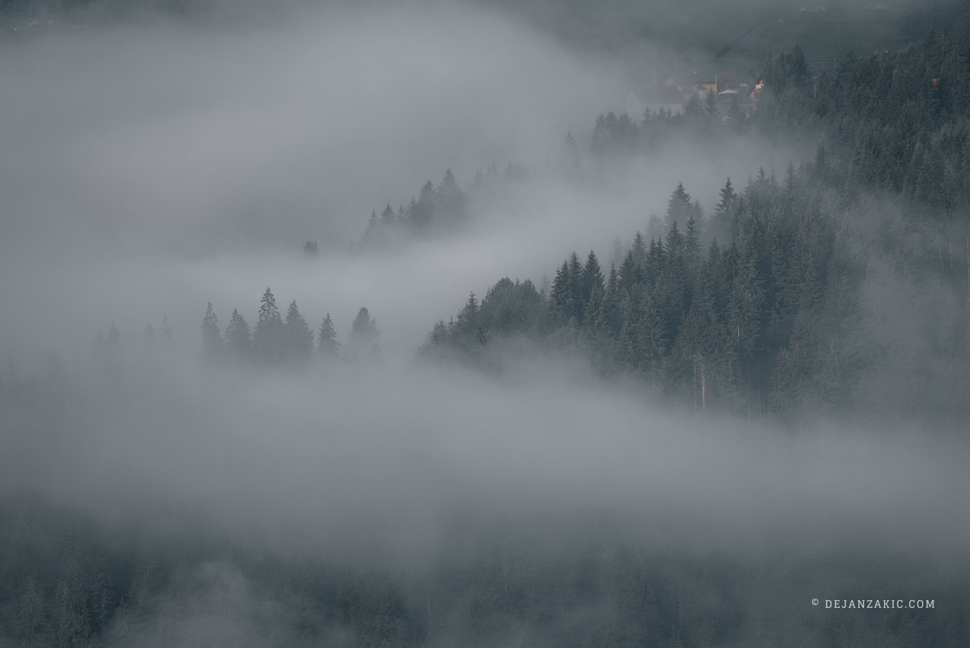 Photograph of forest by Dejan Zakić