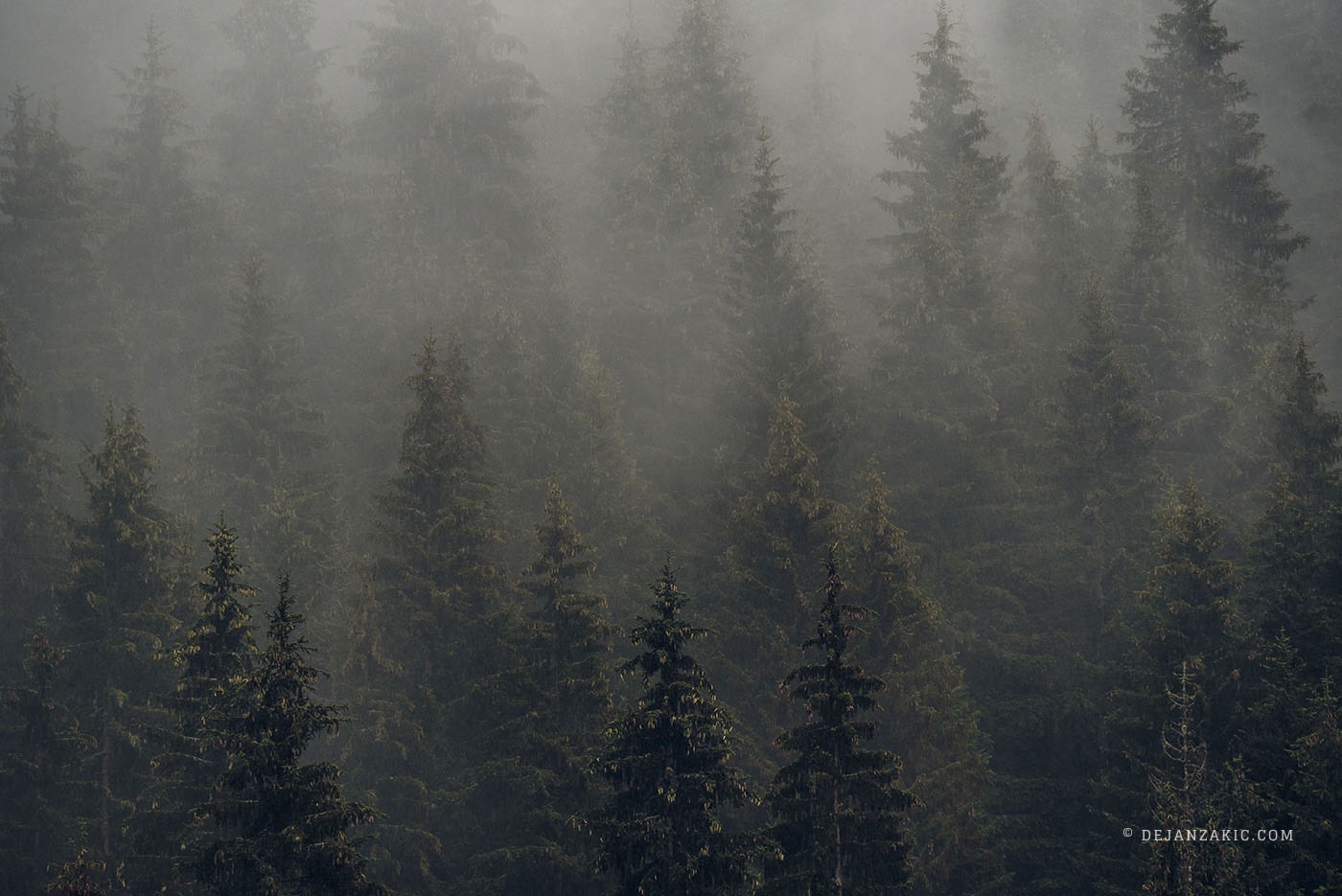 Photograph of forest by Dejan Zakić