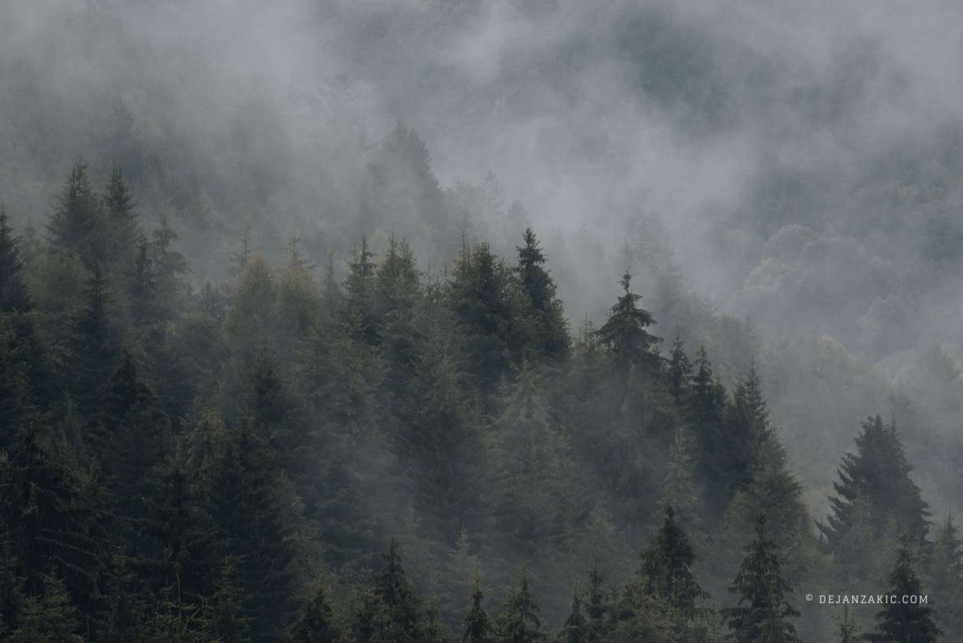 Photograph of forest by Dejan Zakić