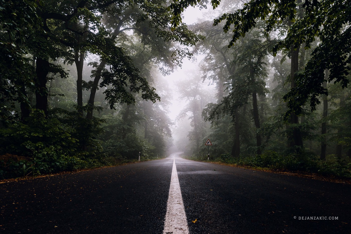 Photograph of forest by Dejan Zakić