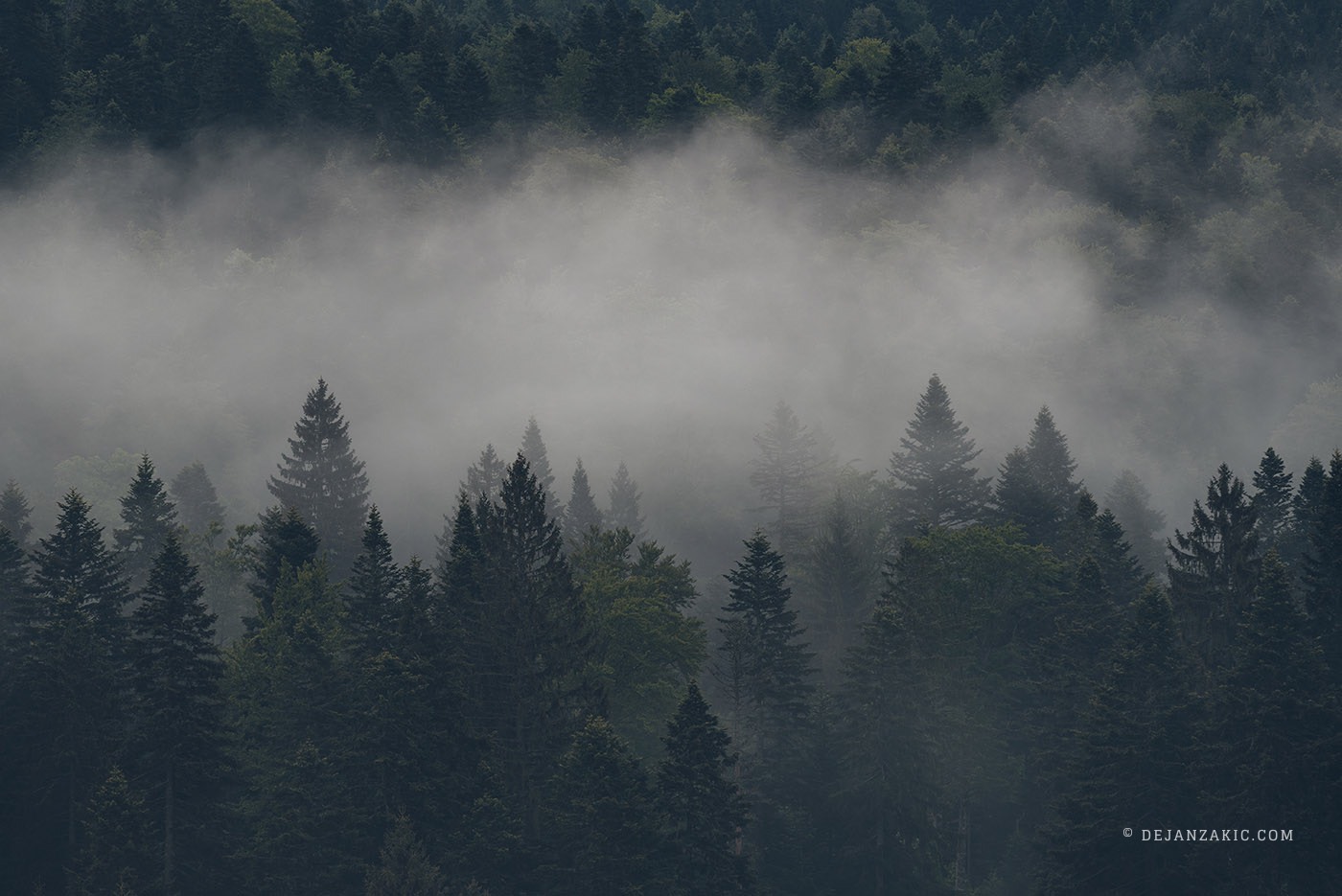 Photograph of forest by Dejan Zakić
