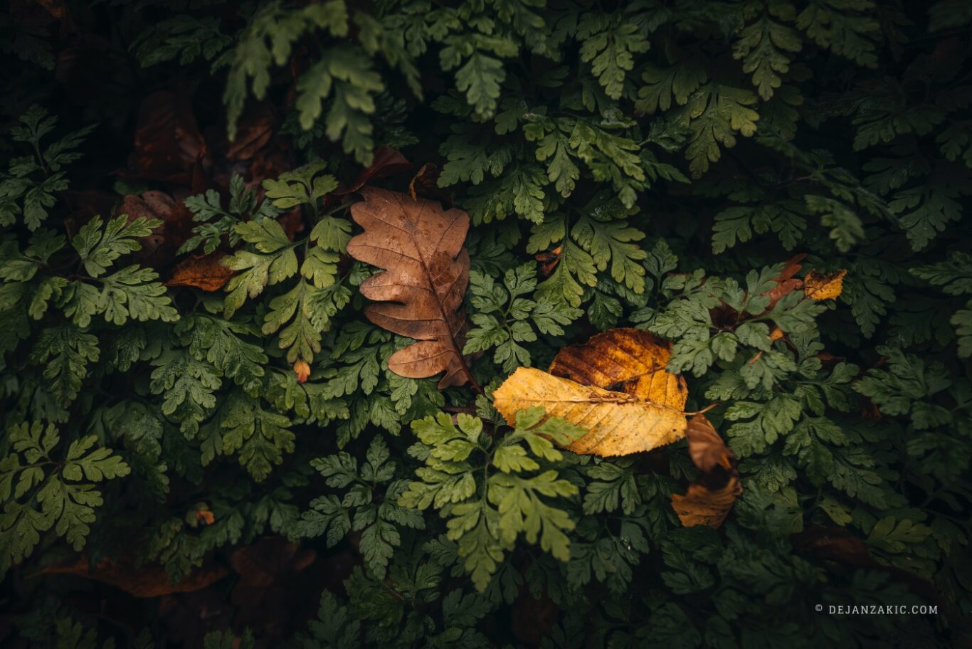 Photograph of nature by Dejan Zakić