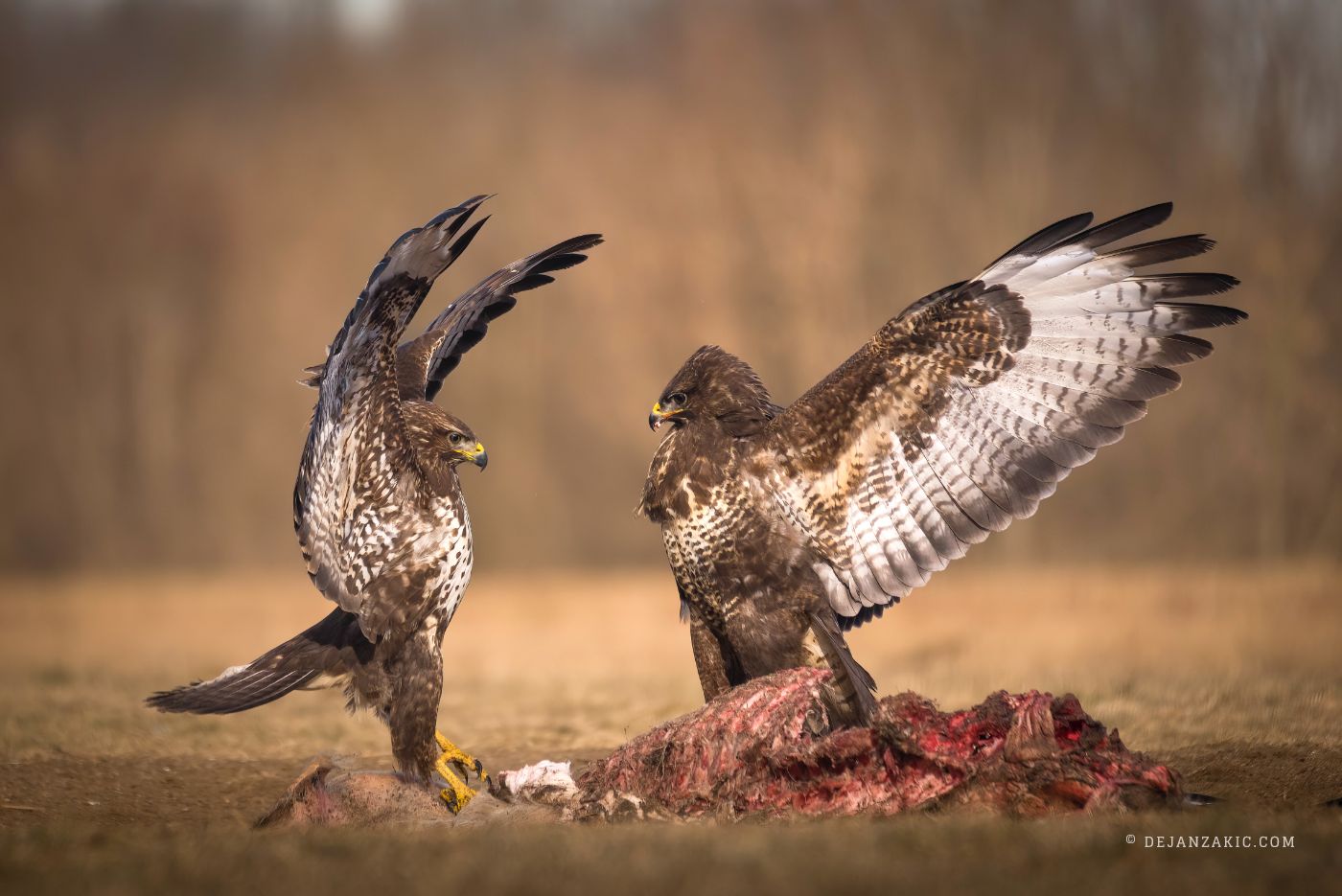 Photograph of birds by Dejan Zakić