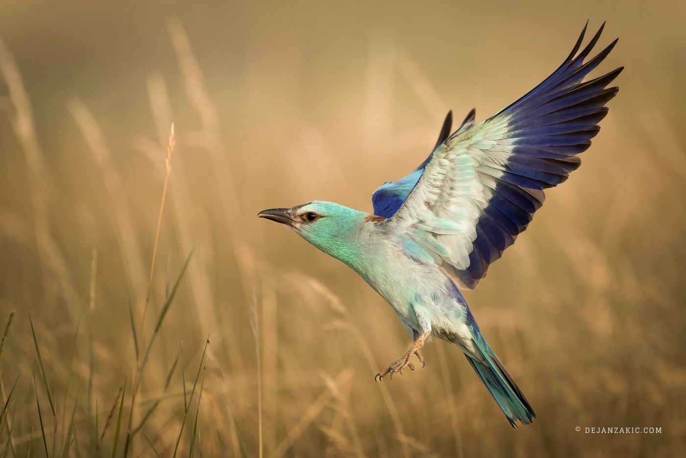 Photograph of birds by Dejan Zakić