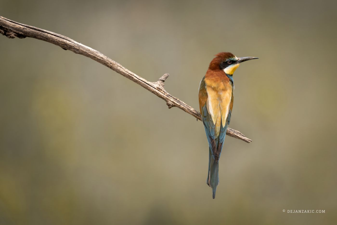 Photograph of birds by Dejan Zakić