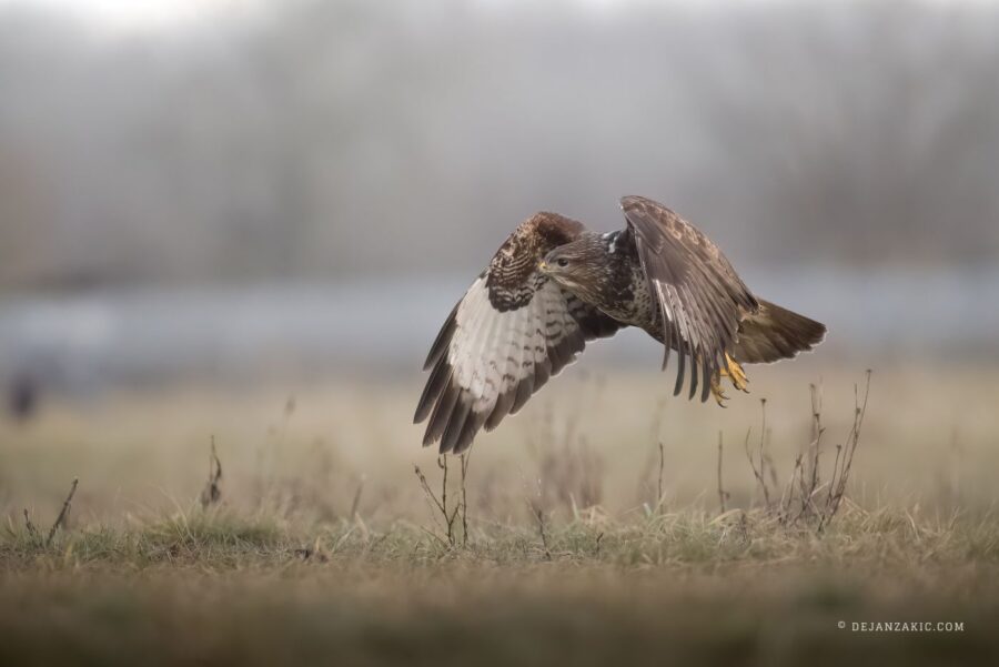 Photograph of birds by Dejan Zakić