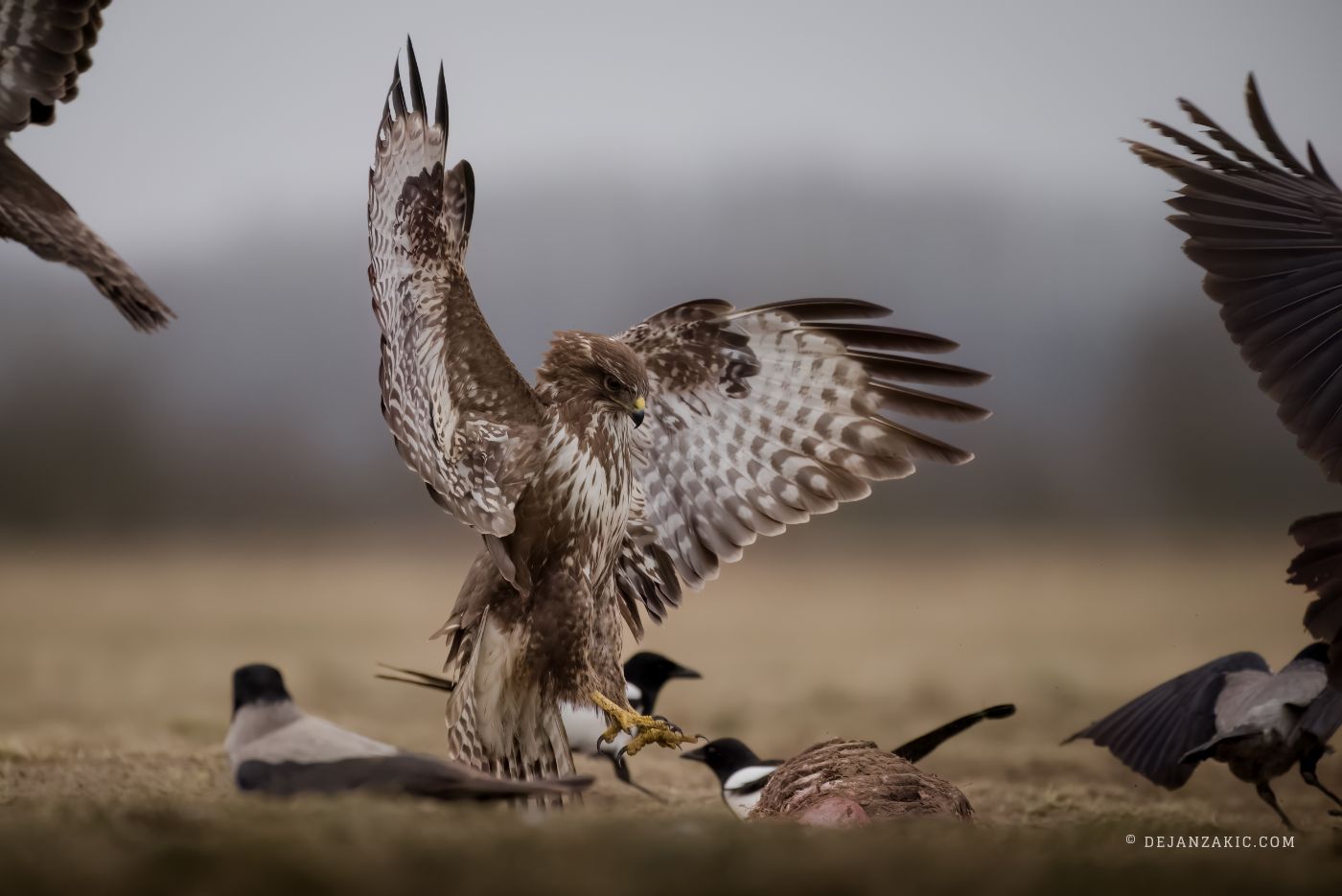 Photograph of birds by Dejan Zakić