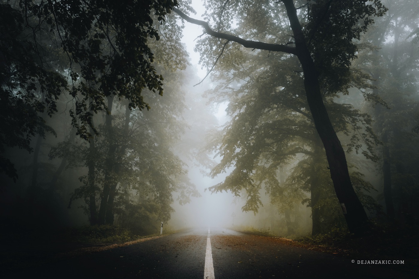 Photograph of forest by Dejan Zakić