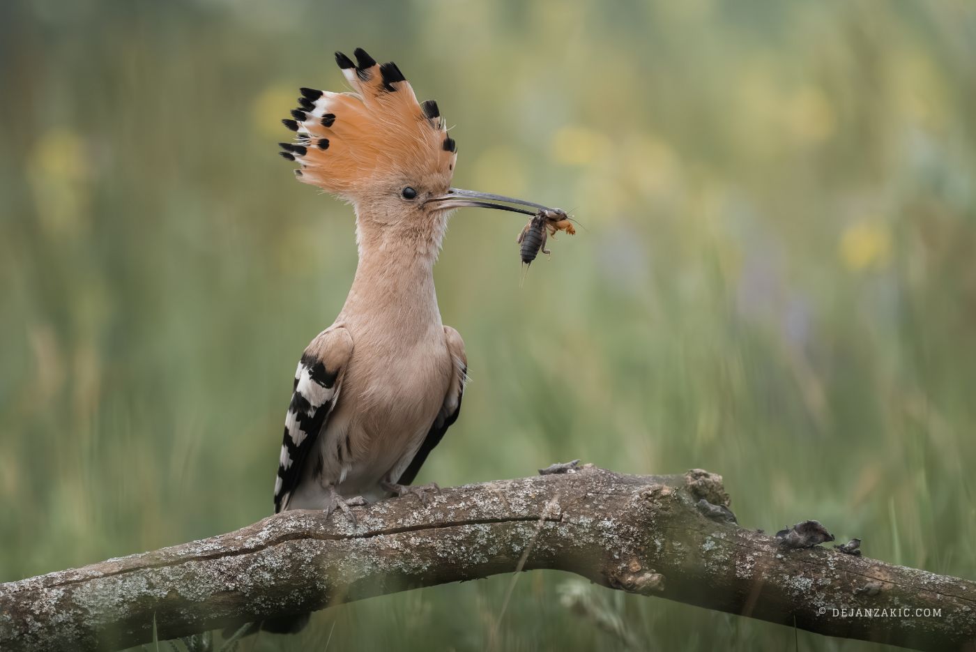 Photograph of birds by Dejan Zakić