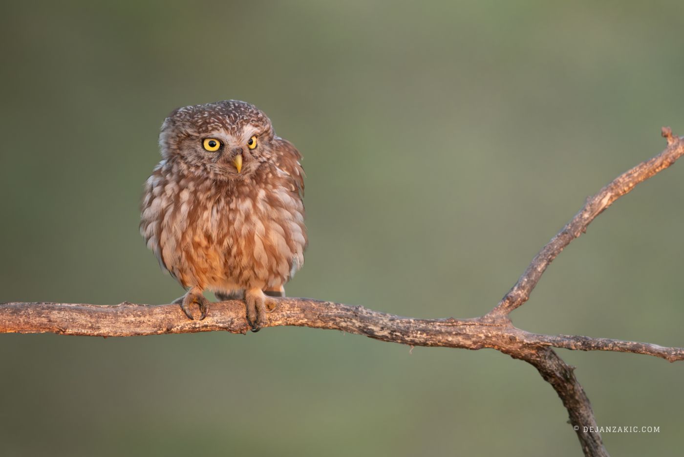Photograph of birds by Dejan Zakić