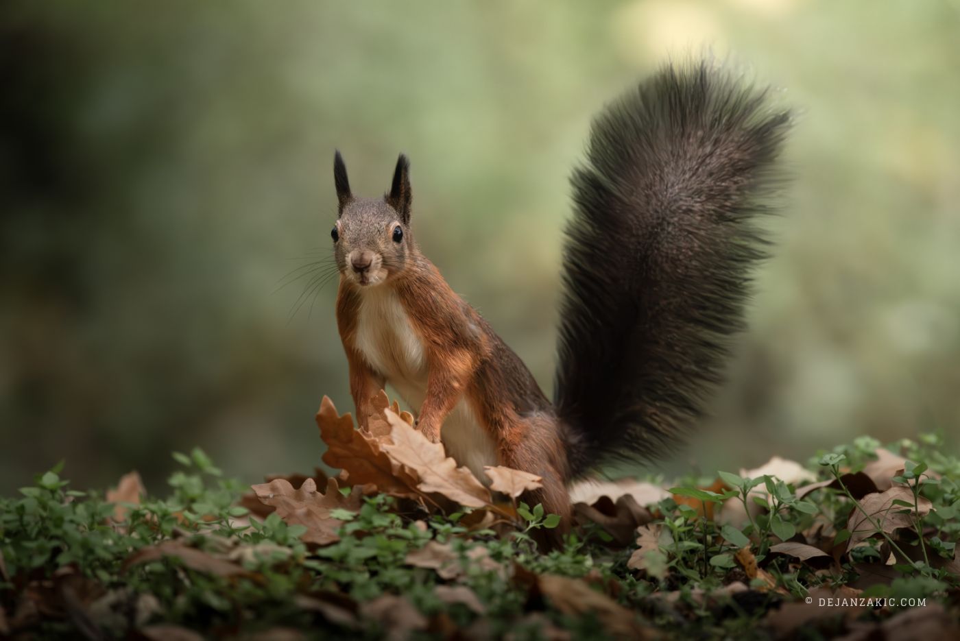 Photograph of mammals by Dejan Zakić