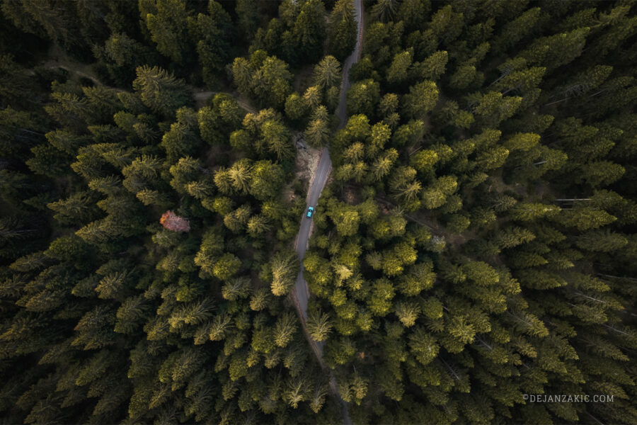Photograph of forest by Dejan Zakić