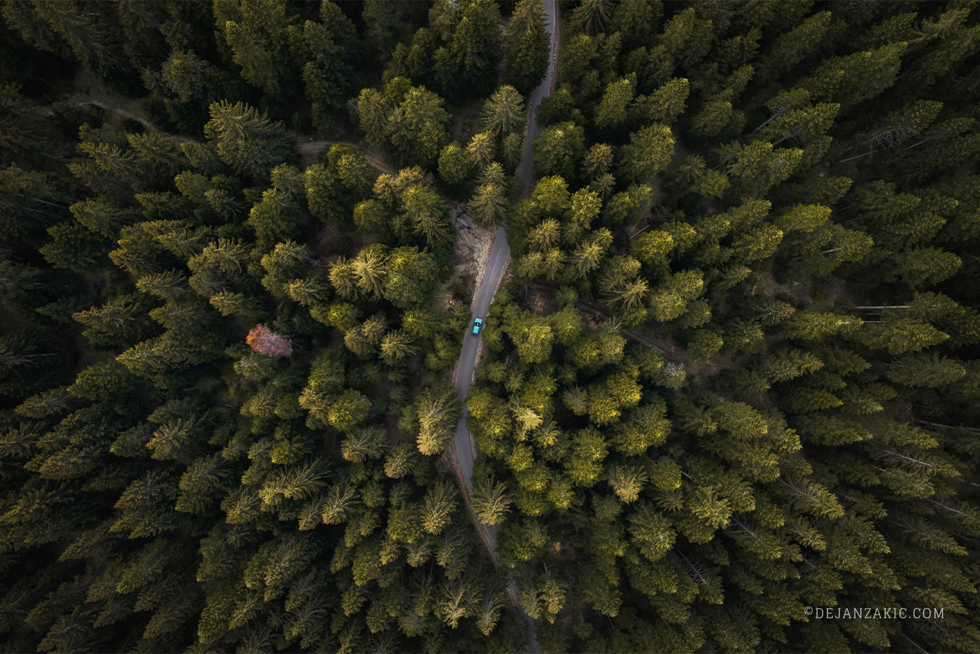Photograph of forest by Dejan Zakić