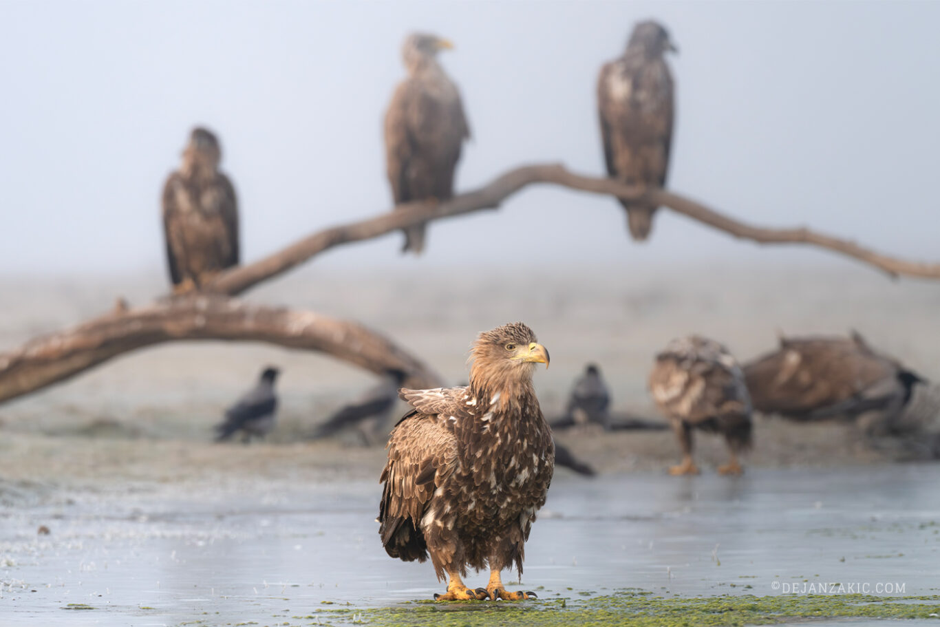 Photograph of birds by Dejan Zakić