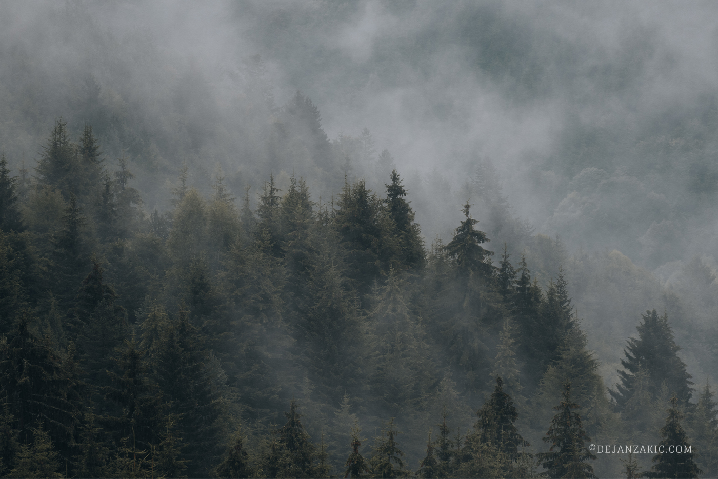 Photograph of forest by Dejan Zakić