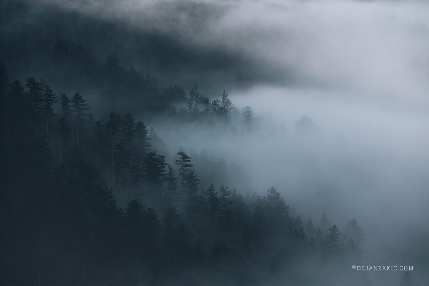 Photograph of forest by Dejan Zakić