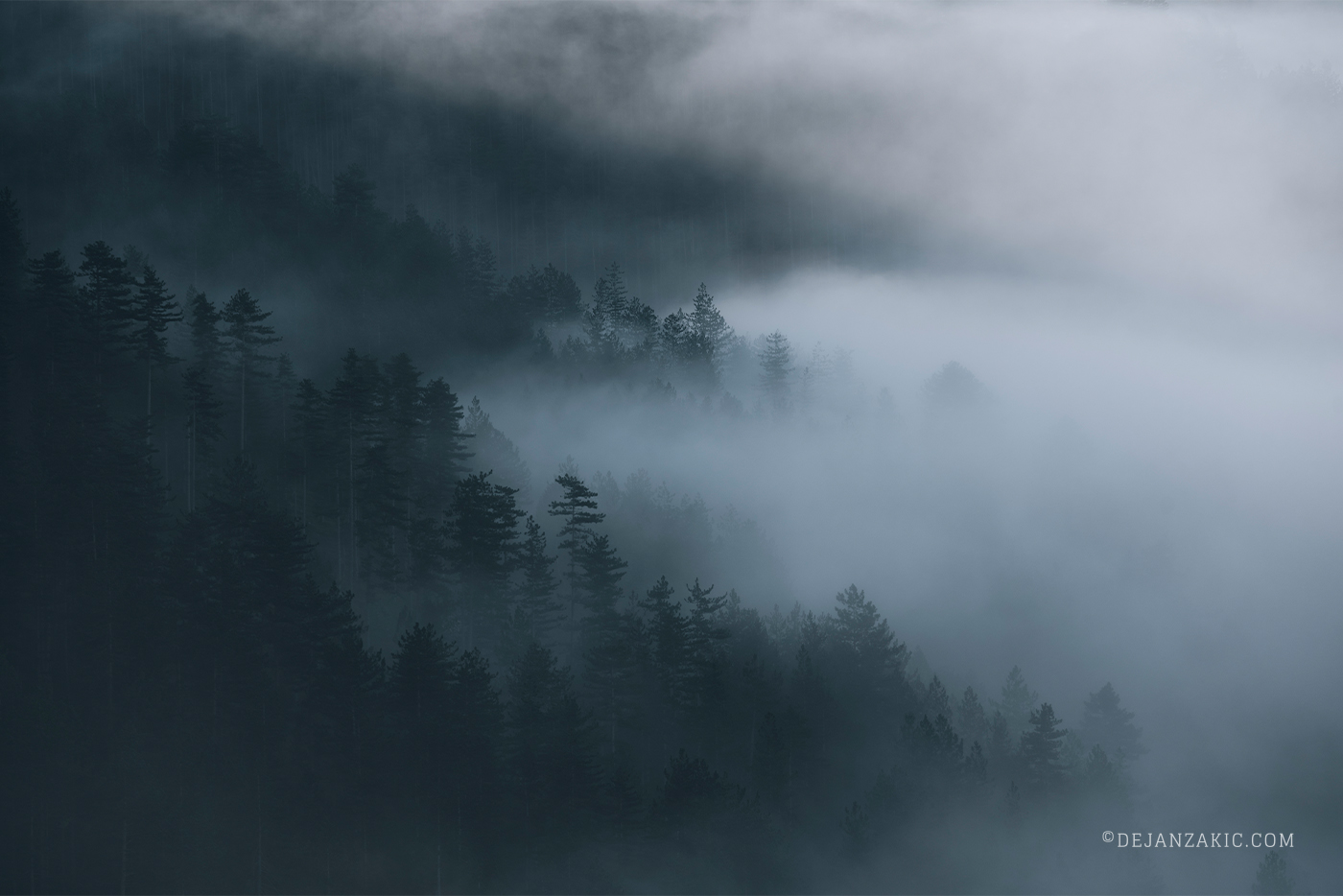 Photograph of forest by Dejan Zakić