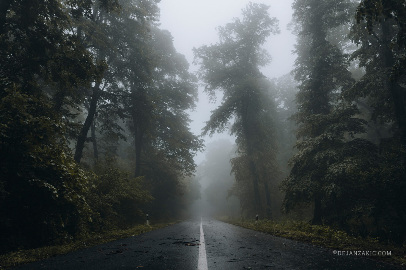 Photograph of forest by Dejan Zakić