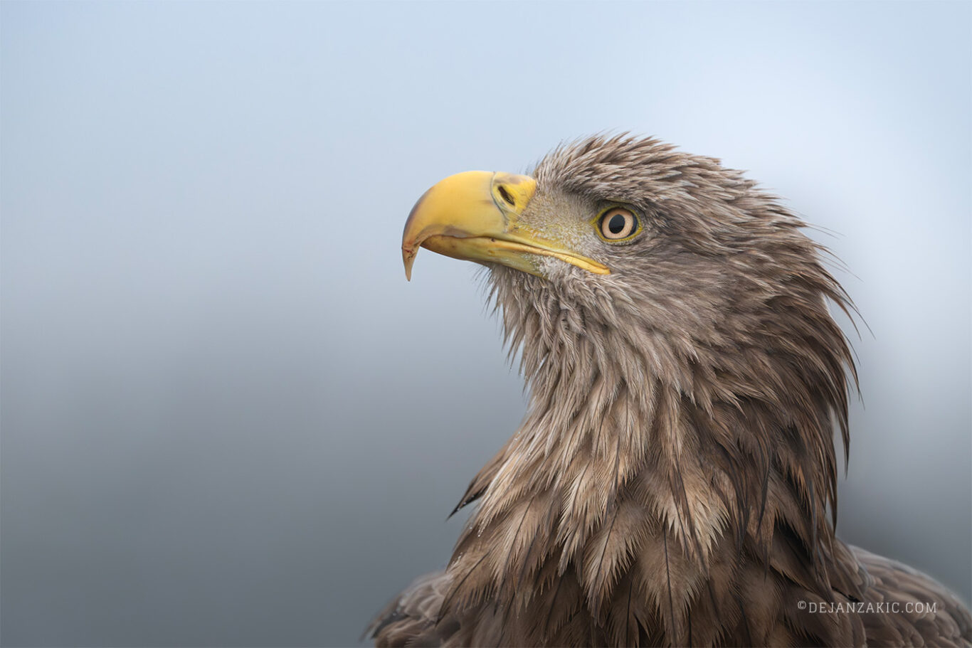 Photograph of birds by Dejan Zakić