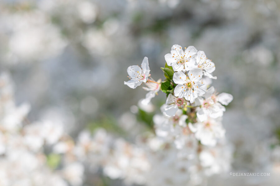 Photograph of nature by Dejan Zakić